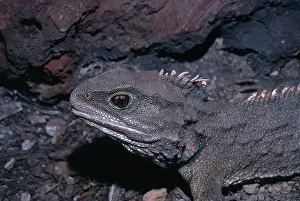 Punctatus: Tuatara
