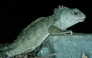 Punctatus: Tuatara