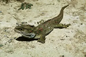 Stephens: Tuatara
