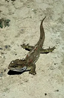 Stephens: Tuatara