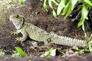 Sphenodon: Tuatara