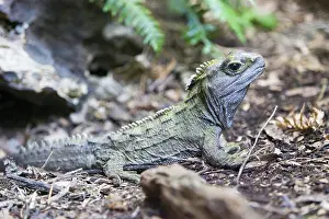 Sphenodon: Tuatara