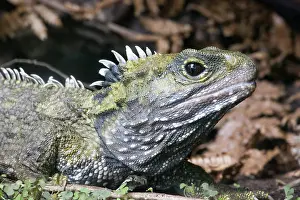 Sunning: Tuatara