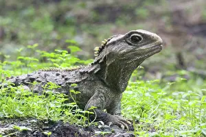 Sphenodon: Tuatara