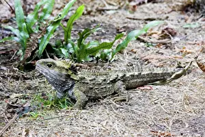 Sphenodon: Tuatara