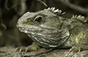 Crests: TUATARA