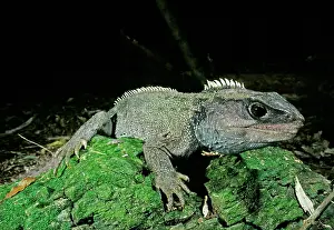 Lizards: TUATARA