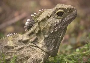Sphenodon: Tuatara - ancient lizard, distintly different from