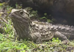 Sphenodon: Tuatara - ancient lizard, distintly different from