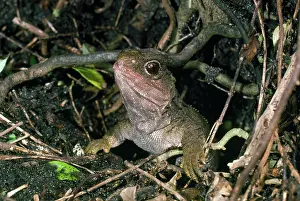 Burrows: TUATARA - at burrow entrance