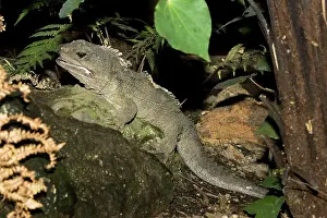 Punctatus: Tuatara lizard