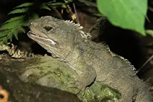 Punctatus: Tuatara lizard