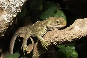 Punctatus: Tuatara lizard