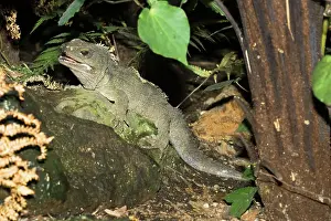 Punctatus: Tuatara lizard
