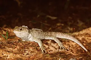 Lizards: TUATARA - MALE