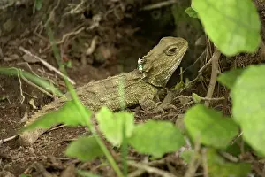 Punctatus: Tuatara (Sphenodon punctatus) with Identification