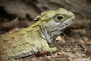 Punctatus: Tuatara (Sphenodon punctatus), Pukaha Mount