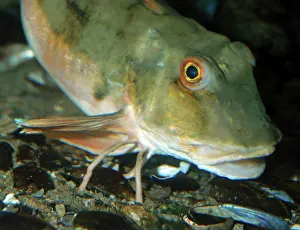 Gurnards: Tub Gurnard