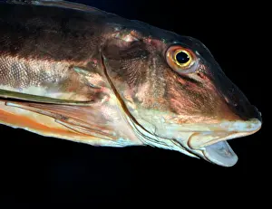Gurnard: Tub Gurnard