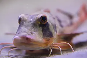 Gurnard: Tub Gurnard