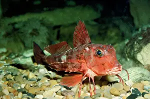 Pectoral: Tub Gurnard Fish - showing enlarged and free rays