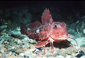 Rays: TUB GURNARD FISH - showing enlarged and free rays