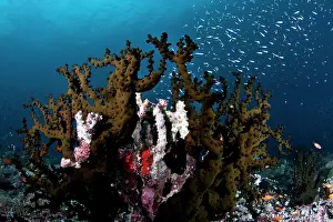 Tubastrea: Tubastrea Micranthus Coral