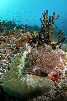 Lobe: Tubastrea Micranthus Coral - Lobe Coral (Porites