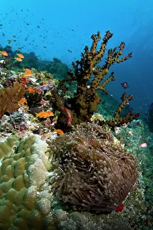 Lobe: Tubastrea Micranthus Coral - Lobe Coral (Porites