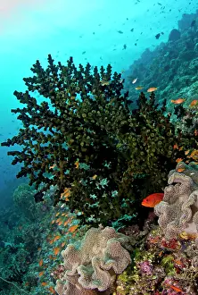 Tubastrea: Tubastrea Micranthus Coral - Mushroom Leather Coral