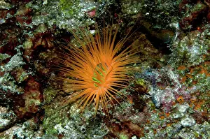 Cerianthid: Tube Anemone