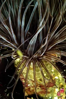 Cerianthus: Tube Anemone