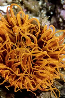 Lea Lee: Tube Anemone
