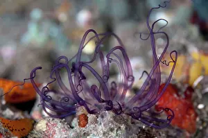 Anemones: Tube Anemone