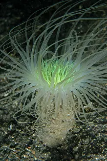Anemones: Tube Anemone