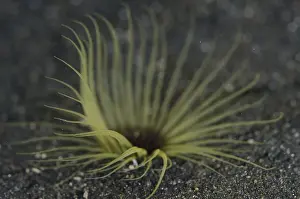 Anemones: Tube Anemone - on black sand - Magic Crack dive
