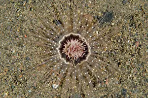 Tube: Tube Anemone - Bulakan dive site, Seraya, Karangasem