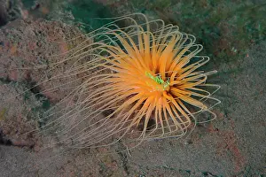 Flores: Tube anemone (Cerianthus filiformis)