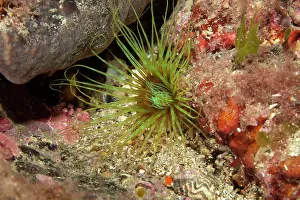 Ischia: Tube anemone, Cerianthus membranaceus, Ischia Island, Italy