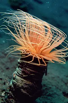Cerianthus: Tube Anemone - with commensal porcelain crab &