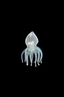 Dwelling: Tube Anemone larva