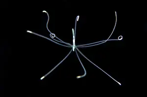 Dwelling: Tube Anemone larva