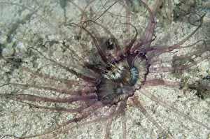 Augustas: Tube Anemone - night dive - Sakokreng Jetty dive