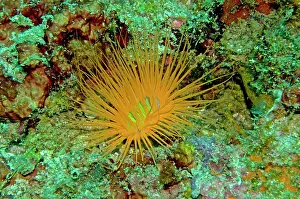 Beacon: Tube Anemone - Normally coloured gray or off white