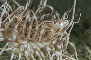 Timor: Tube Anemone with prey - Anchovy (Engraulidae sp)
