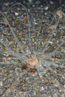 Mana: Tube Anemone with striped tentacles on black sand