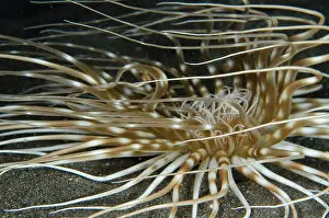 Cerianthus: Tube Anemone Torpedo Point dive site, Horseshoe