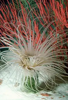 Fimbriatus: Tube-dwelling Anemone