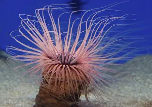 Magnus: Tube Dwelling Sea Anemone, northwest Pacific