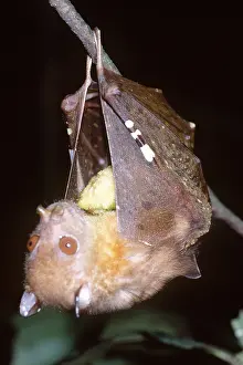 Bats: Tube-nosed / Fruit eating BAT - hanging from branch
